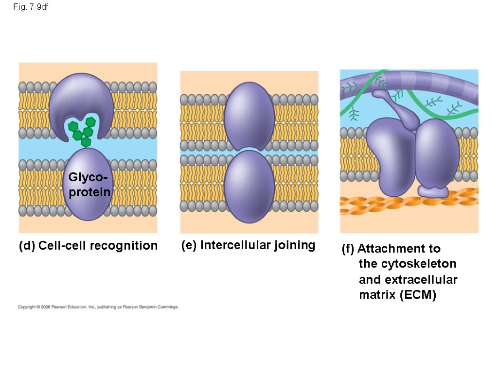 Fig. 7-9df (d) Cell-cell recognition Glyco- protein (e) Intercellular joining (f) Attachment to the